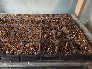 노복우님의 고추 · 영농일지 작성글 사진