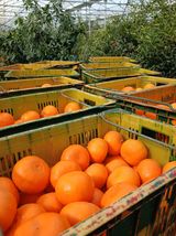 황금향님의 작성글 사진