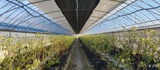 류근택님의 블루베리 · 영농일지 작성글 사진