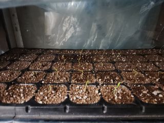 노복우님의 고추 · 영농일지 작성글 사진