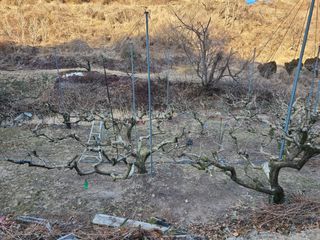 박춘성님의 감 · 영농일지 작성글 사진