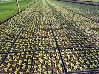 청운농원육묘장님의 고추 · 영농일지 작성글 사진