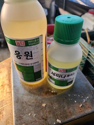 배종규님의 딸기 · 영농일지 작성글 사진