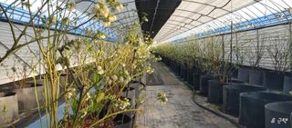 류근택님의 블루베리 · 영농일지 작성글 사진