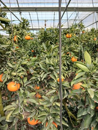 황금향님의 귤 · 영농일지 작성글 사진