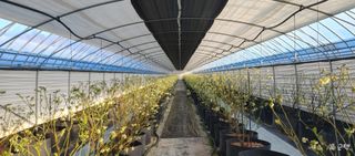 류근택님의 블루베리 · 영농일지 작성글 사진