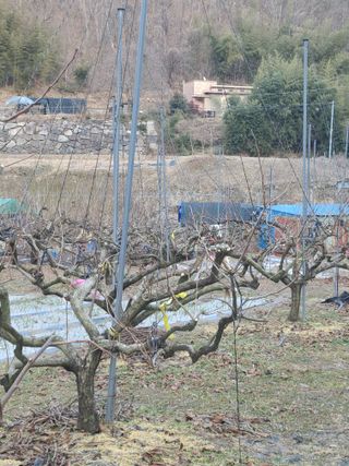 박춘성님의 감 · 영농일지 작성글 사진