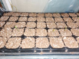 노복우님의 고추 · 영농일지 작성글 사진