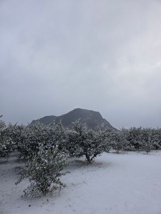 산방자연농원님의 귤 · 영농일지 작성글 사진
