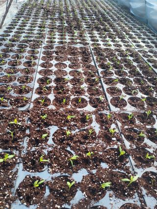 백포농장님의 고추 · 영농일지 작성글 사진