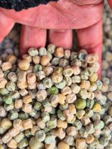 늘햇살팜 님의 작성글 사진