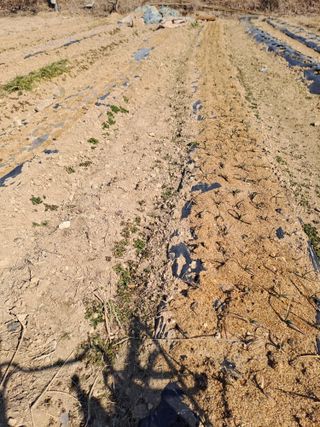 손정식님의 마늘 · 영농일지 작성글 사진