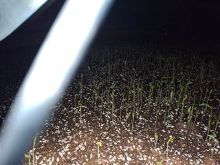 건강한먹거리님의 고추 · 영농일지 작성글 사진