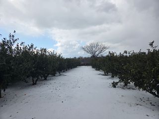 산방자연농원님의 귤 · 영농일지 작성글 사진