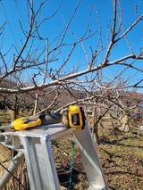 팜모닝 복숭아·영농일지 게시글 이미지