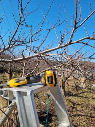 논산푸른팜님의 복숭아 · 영농일지 작성글 사진