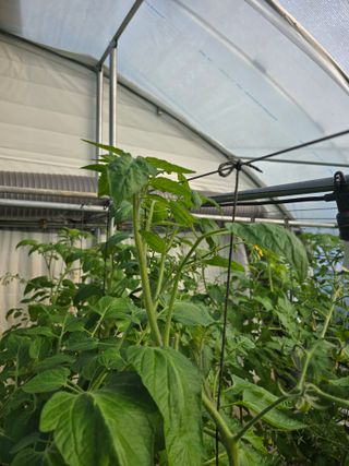 김호진님의 토마토 · 영농일지 작성글 사진