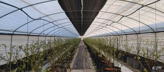 류근택님의 블루베리 · 영농일지 작성글 사진