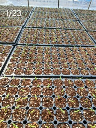 따사매님의 고추 · 영농일지 작성글 사진