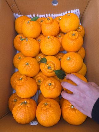 산방자연농원님의 작성글 사진