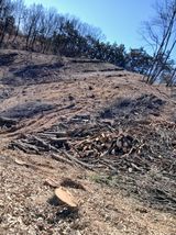 거창두릅농원김성희님의 작성글 사진