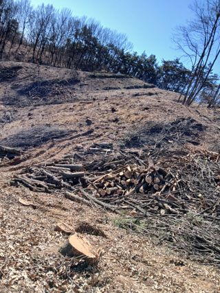 거창두릅농원김성희님의 두릅 · 영농일지 작성글 사진