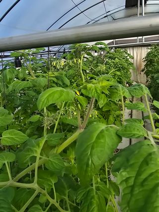 김호진님의 토마토 · 영농일지 작성글 사진