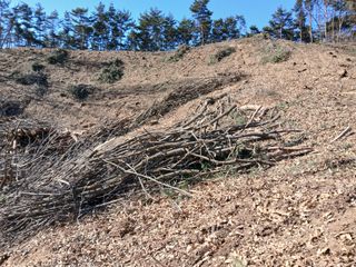 거창두릅농원김성희님의 두릅 · 영농일지 작성글 사진
