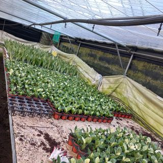 두릅나무15847님의 기타작물 · 영농일지 작성글 사진