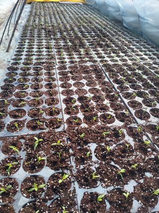 백포농장님의 고추 · 영농일지 작성글 사진