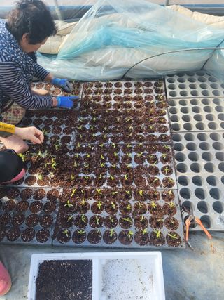 백포농장님의 고추 · 영농일지 작성글 사진