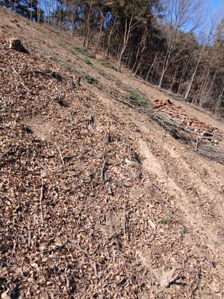 거창두릅농원김성희님의 두릅 · 영농일지 작성글 사진