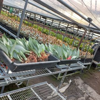 두릅나무15847님의 기타작물 · 영농일지 작성글 사진