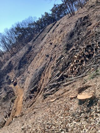 거창두릅농원김성희님의 두릅 · 영농일지 작성글 사진