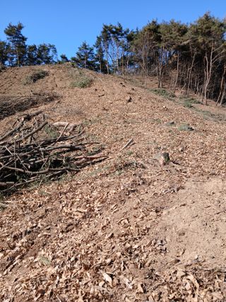 거창두릅농원김성희님의 두릅 · 영농일지 작성글 사진