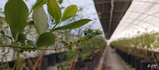 류근택님의 블루베리 · 영농일지 작성글 사진