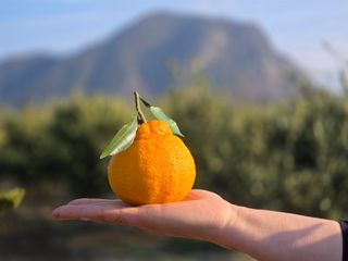 산방자연농원님의 귤 · 영농일지 작성글 사진