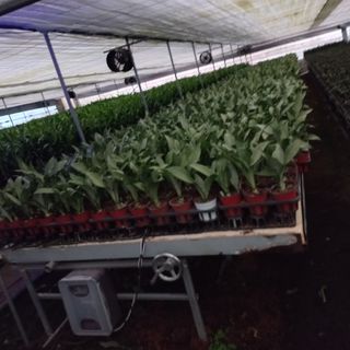 두릅나무15847님의 기타작물 · 영농일지 작성글 사진