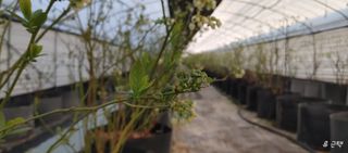 류근택님의 블루베리 · 영농일지 작성글 사진