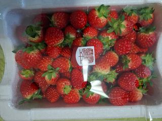 철남 김희곤님의 딸기 · 영농일지 작성글 사진