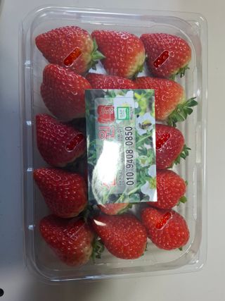 철남 김희곤님의 딸기 · 영농일지 작성글 사진