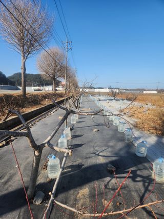 이무하님의 감 · 영농일지 작성글 사진