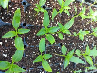 박린님의 고추 · 영농일지 작성글 사진