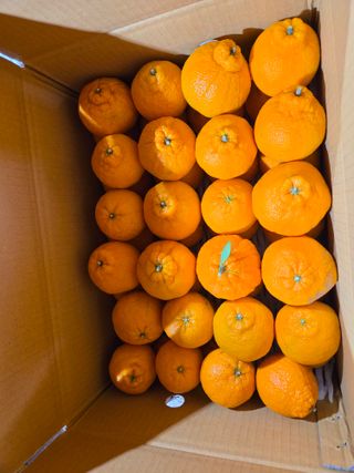 산방자연농원님의 귤 · 영농일지 작성글 사진