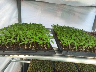 박린님의 고추 · 영농일지 작성글 사진