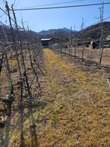 팜모닝 사과·영농일지 게시글 이미지