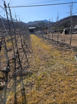 봉좌산님의 사과 · 영농일지 작성글 사진