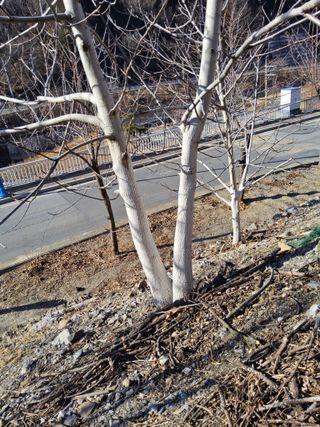 김용대님의 기타작물 · 영농일지 작성글 사진