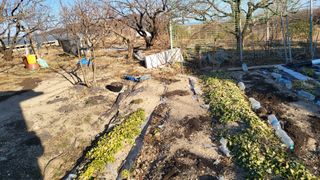 괴동조합장님의 양파 · 영농일지 작성글 사진