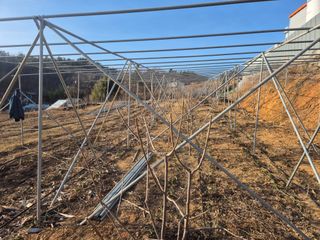 최진일님의 블루베리 · 영농일지 작성글 사진